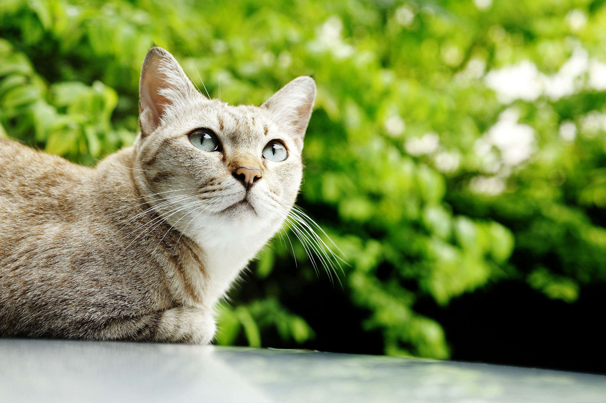 A beige and tan cat with blue eyes laying down outside